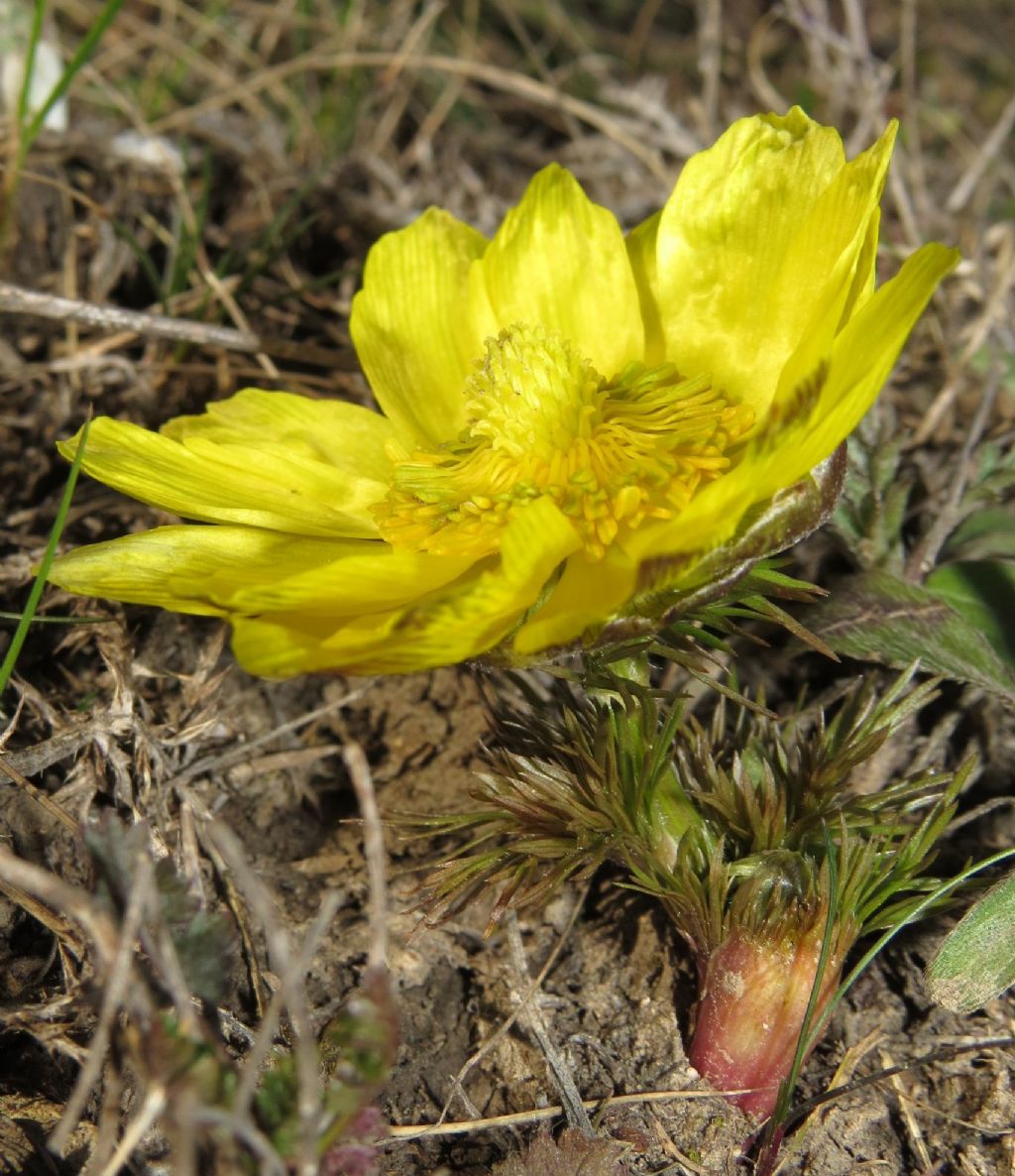 Fiore giallo (Dobrogea - Romania) - Adonis sp.