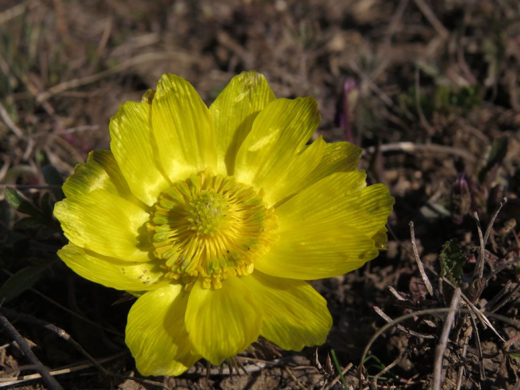 Fiore giallo (Dobrogea - Romania) - Adonis sp.