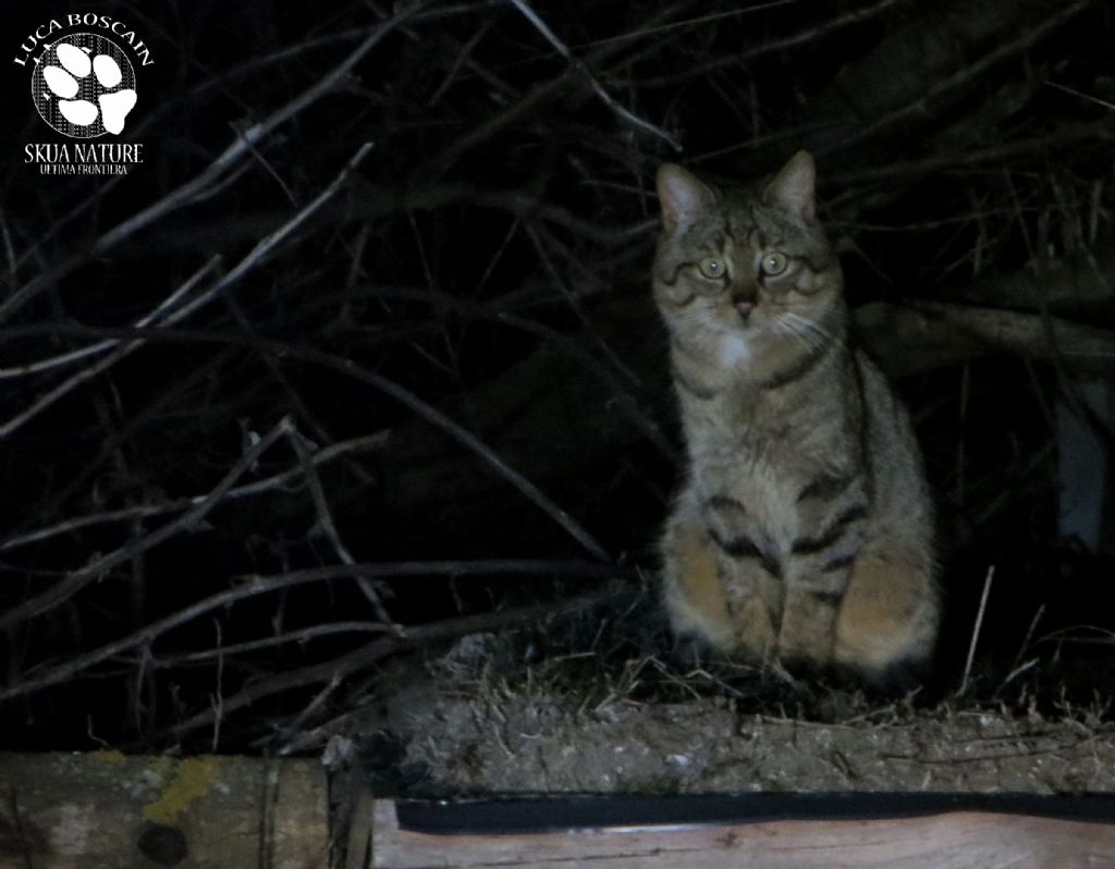 Gatto selvatico nel delta del Danubio