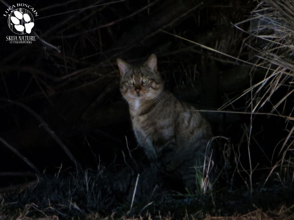 Gatto selvatico nel delta del Danubio