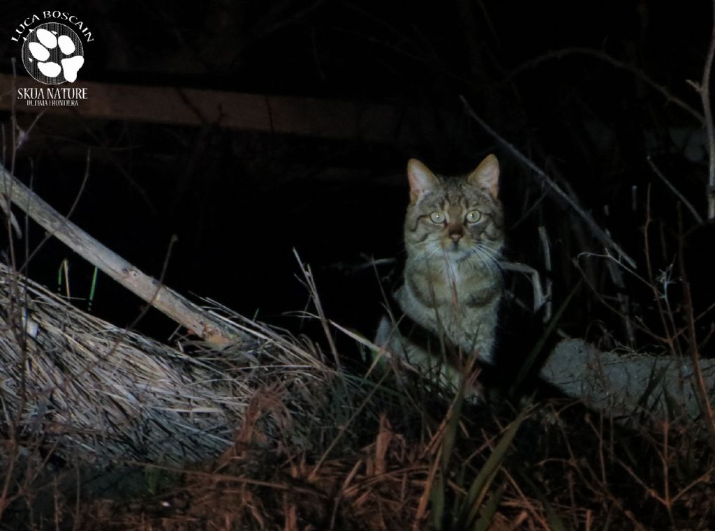 Gatto selvatico nel delta del Danubio