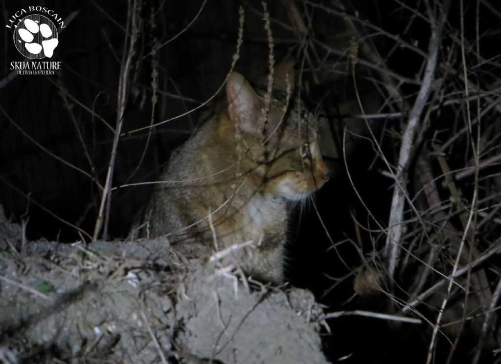 Gatto selvatico nel delta del Danubio