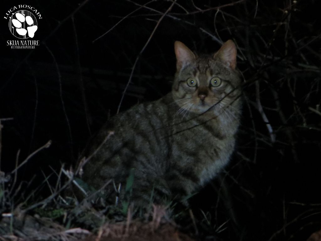 Gatto selvatico nel delta del Danubio