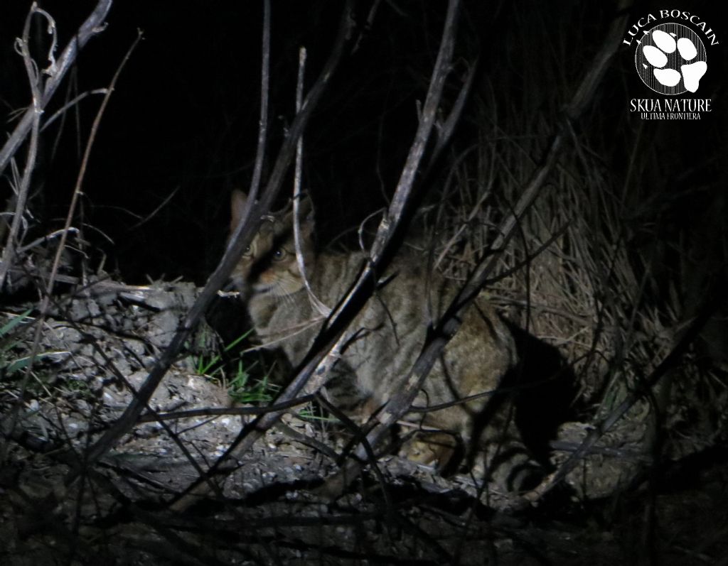 Gatto selvatico nel delta del Danubio