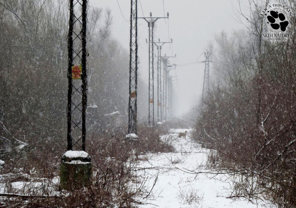 Sciacalli dorati d''inverno