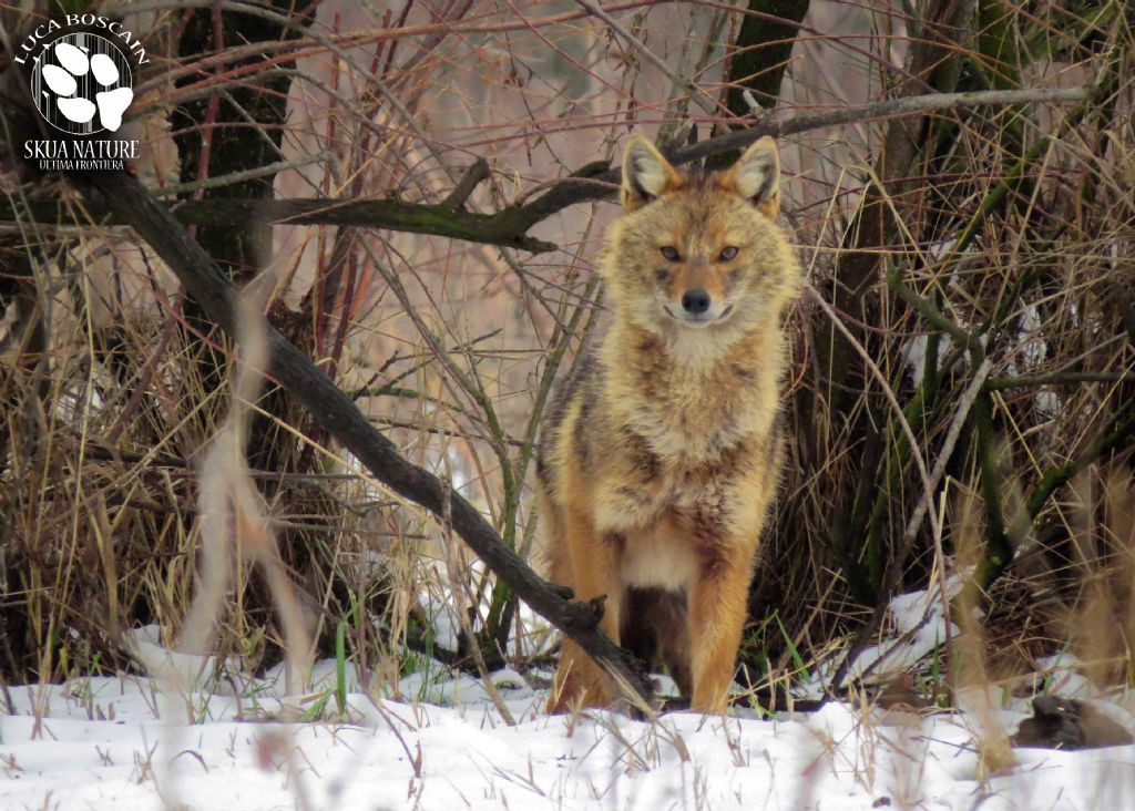 Sciacalli dorati d''inverno