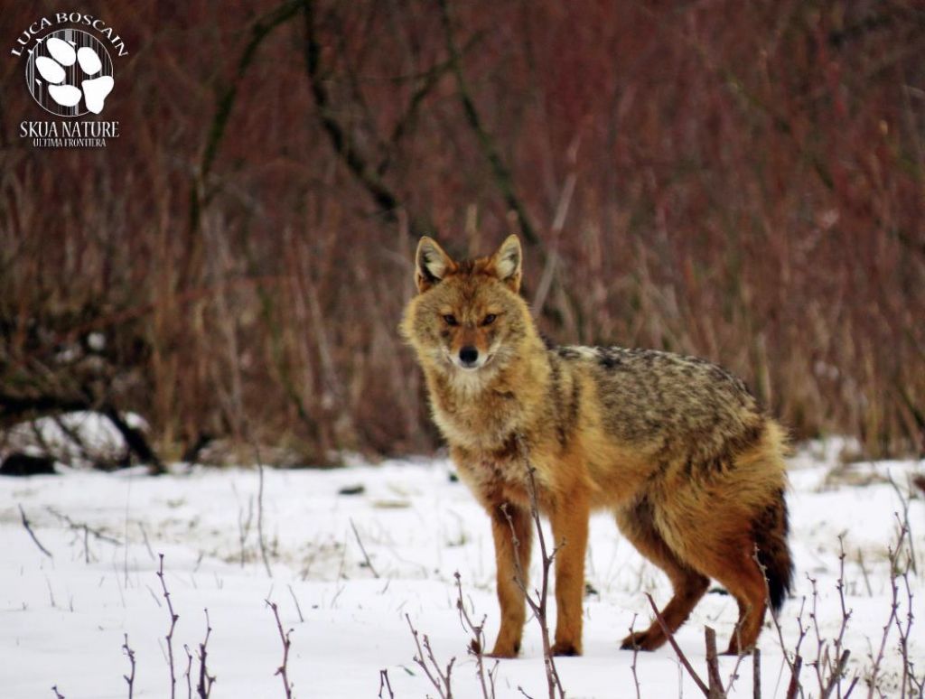 Sciacalli dorati d''inverno