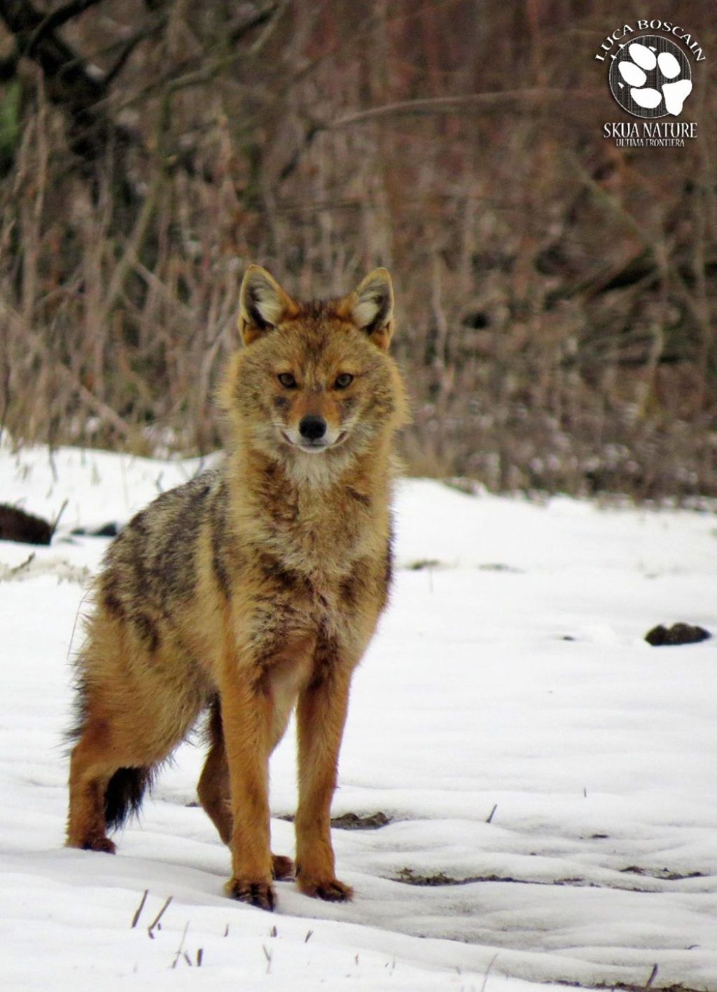 Sciacalli dorati d''inverno