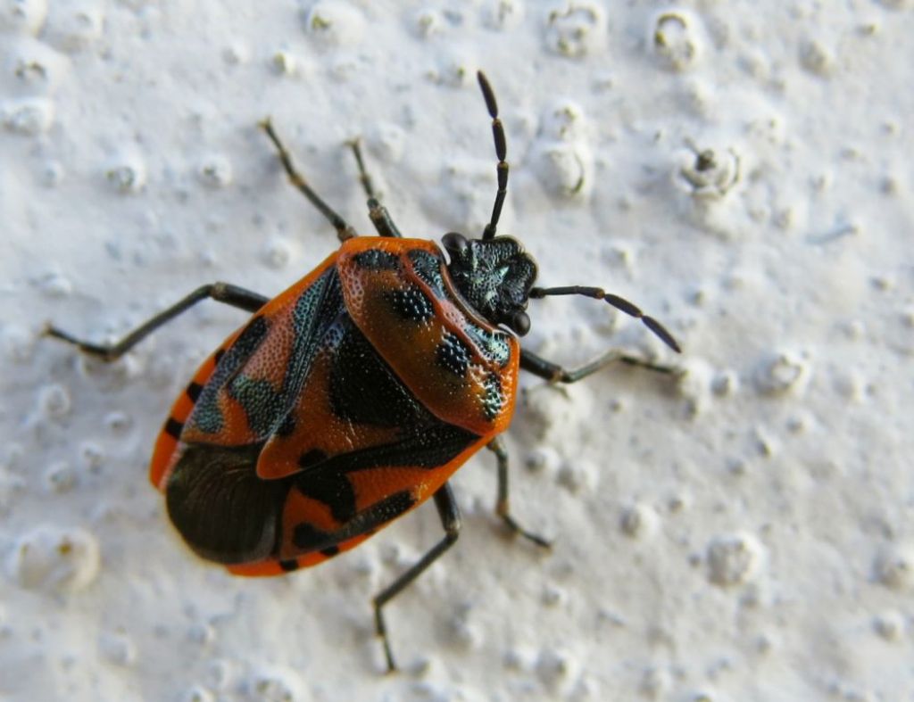 Pentatomidae: Eurydema ornata della Romania