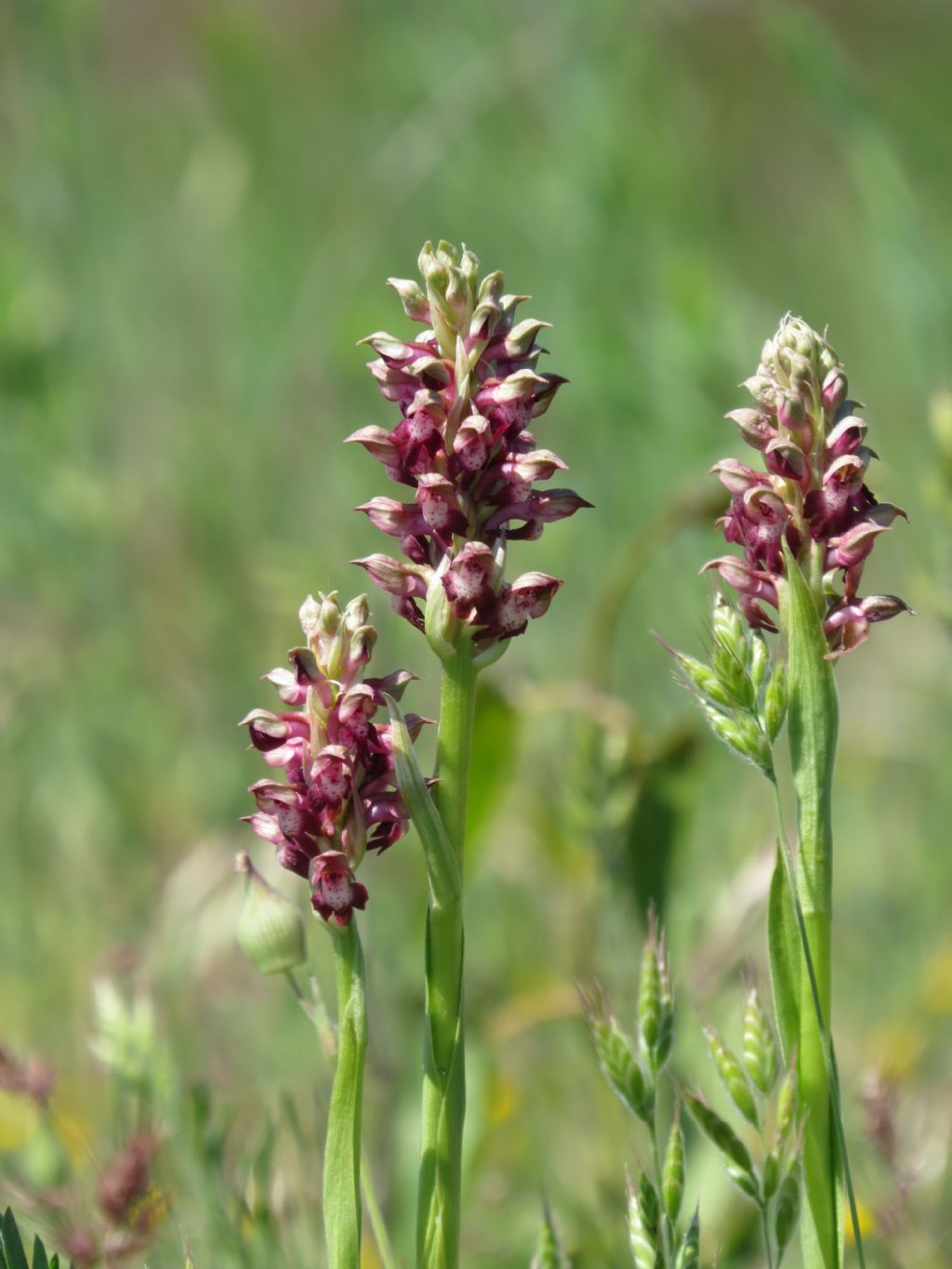 Orchidea nella steppa (Romania)