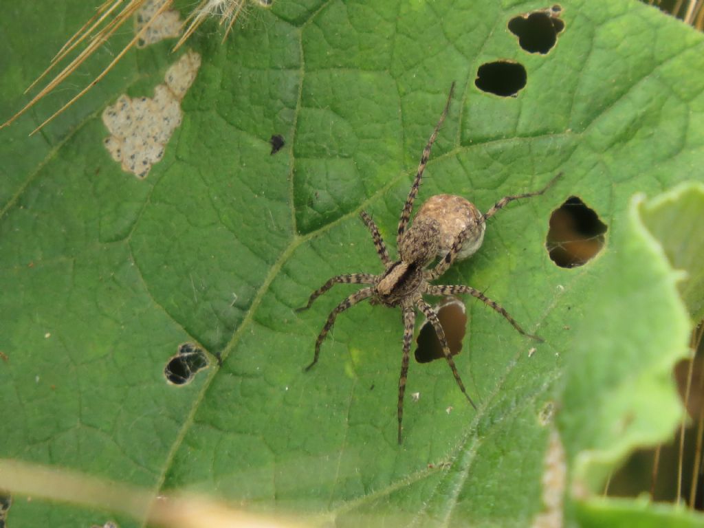 Pardosa gr. lugubris - delta del Danubio (Romania)