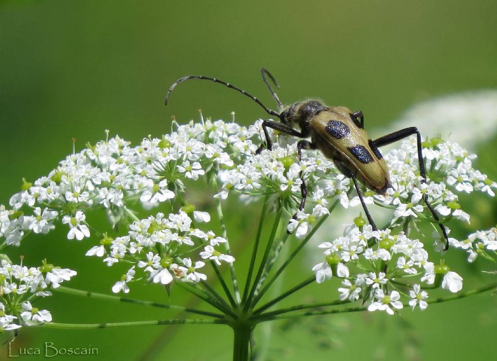 Cerambycidae di Falcade - Pachyta quadrimaculata