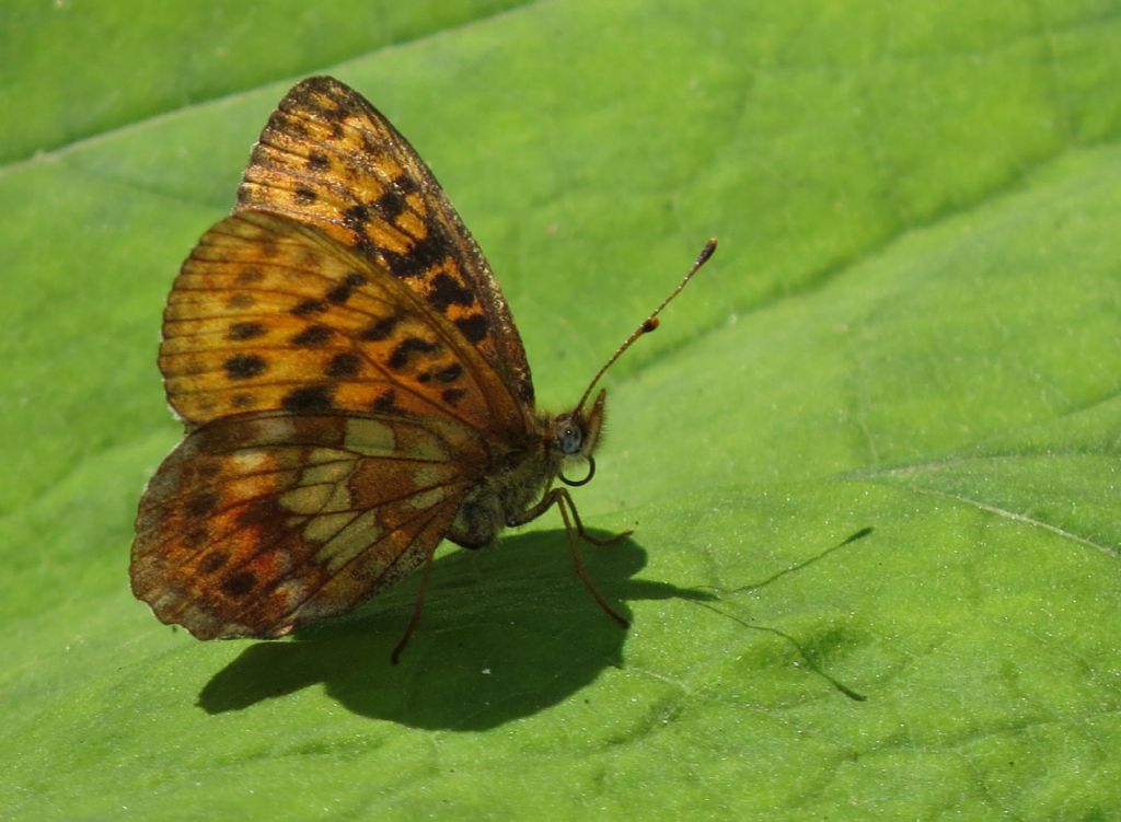 Boloria? (Falcade)