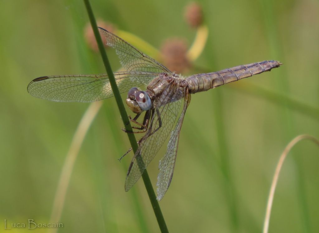 Crocothemis bluastra