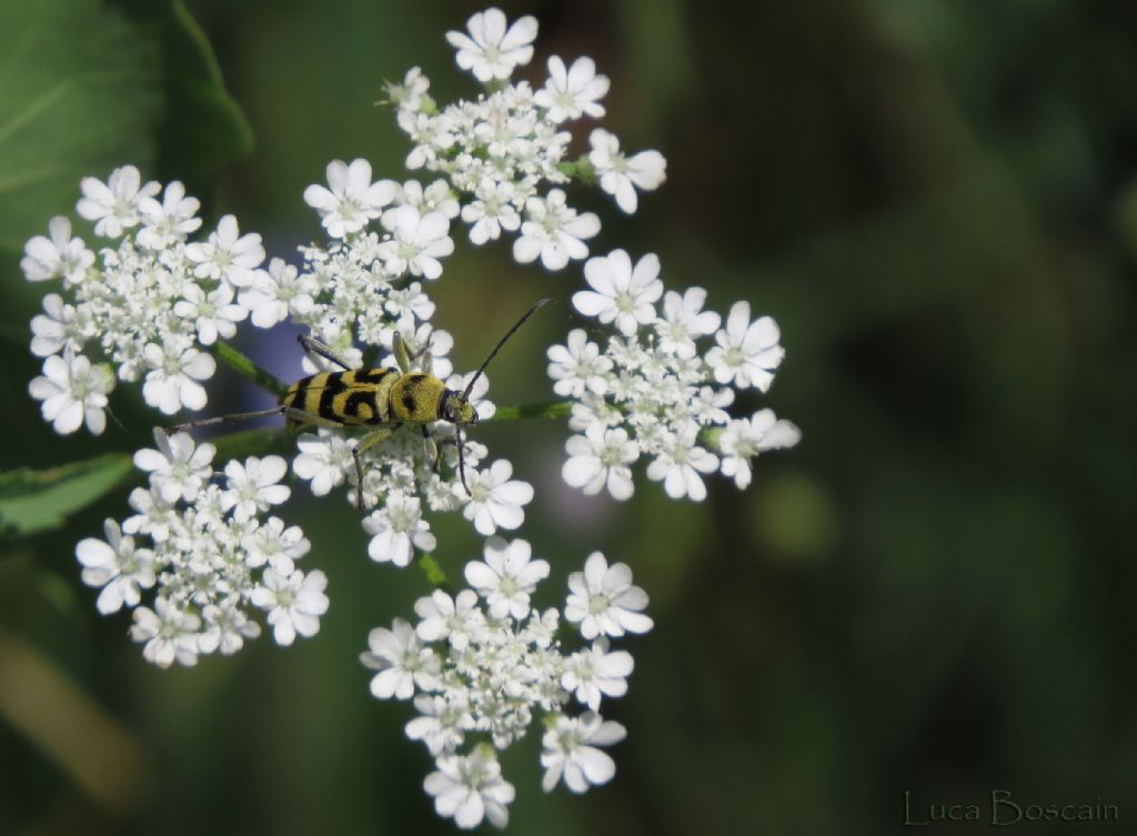 Chlorophorus varius rumeno