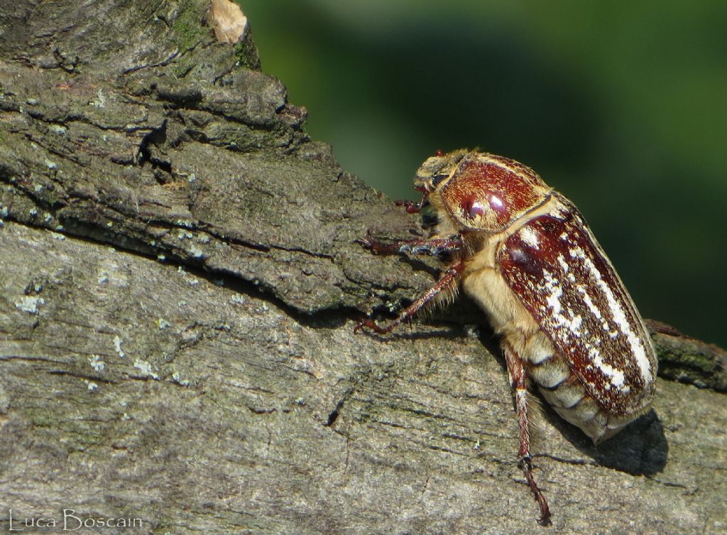 Anoxia della Romania