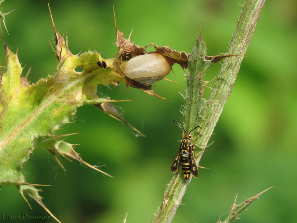 Sesiidae da identificare