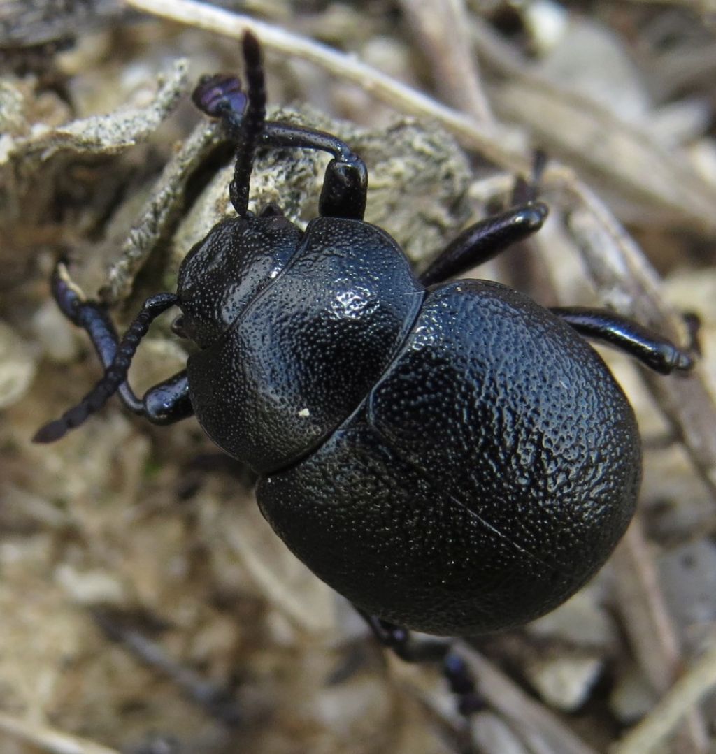 Coleottero portoghese: Timarcha sp., Chrysomelidae