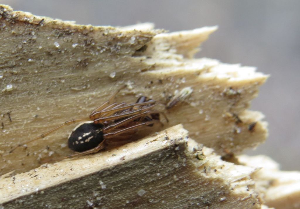 Pachygnatha listeri - Delta del Danubio (Romania)