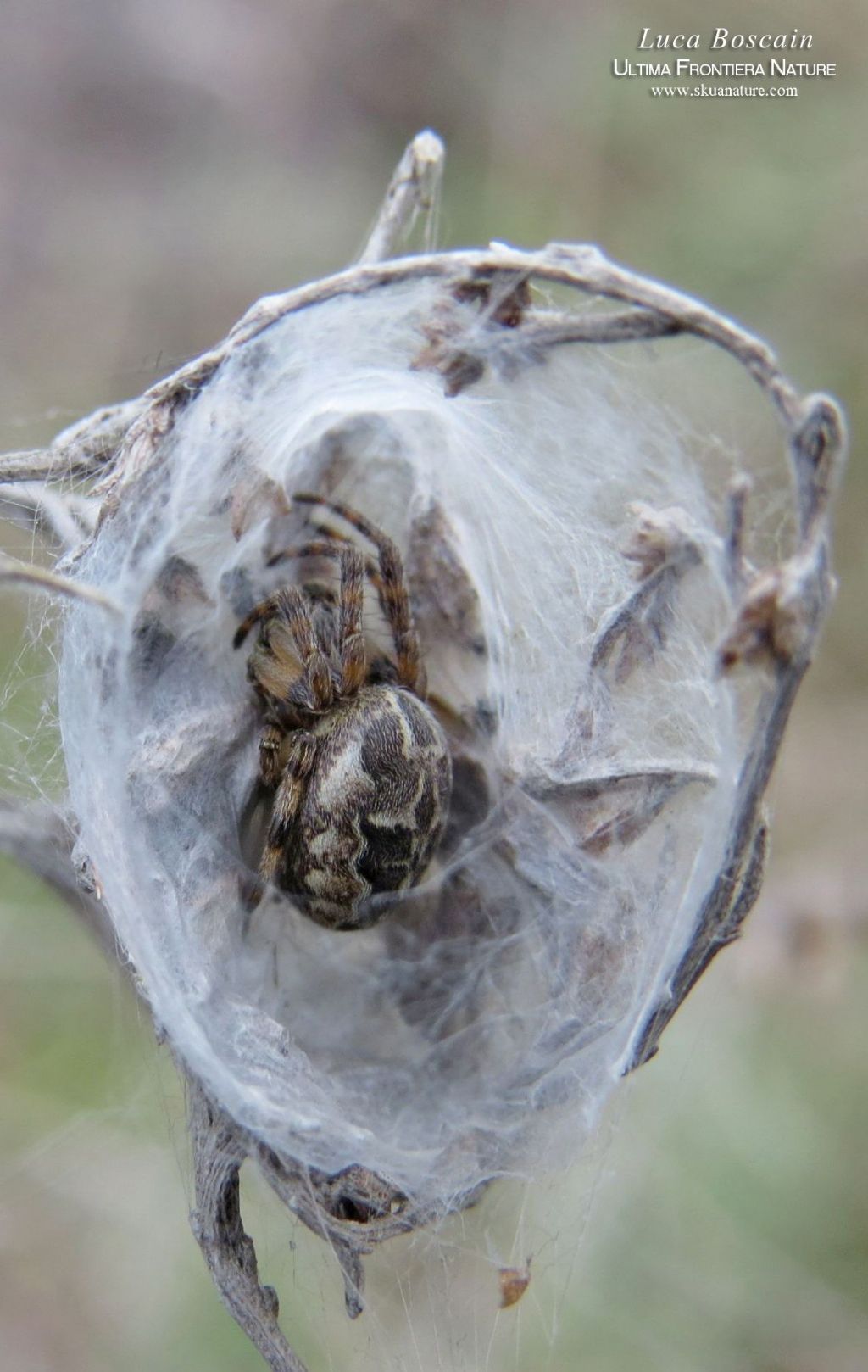 Larinioides sp. - Delta del Danubio (Romania)