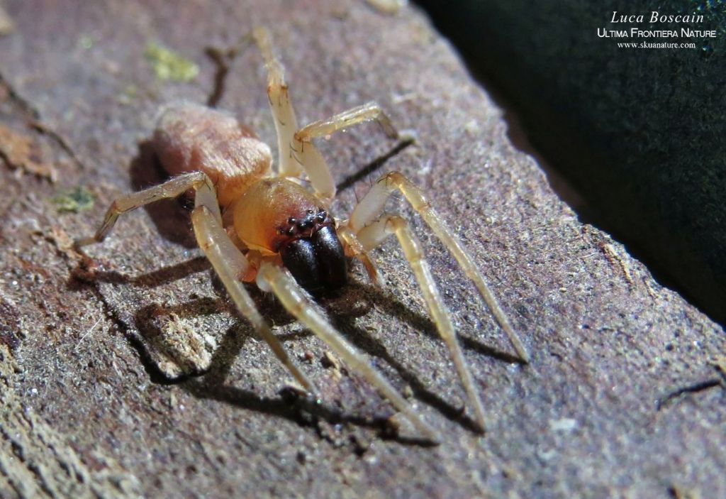 Clubiona sp. - Delta del Danubio (Romania)