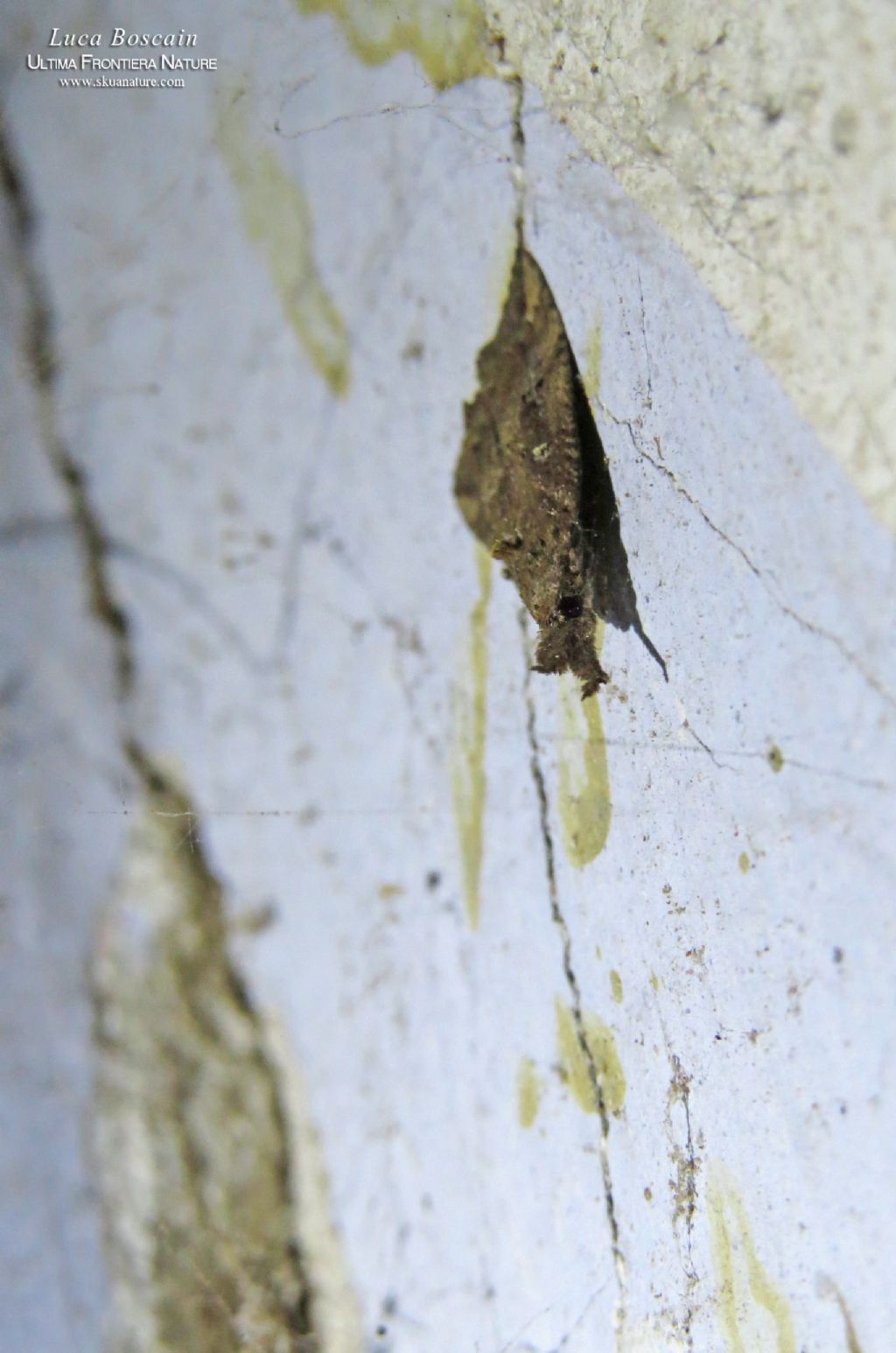 falena rumena - Hypena (Hypena) rostralis