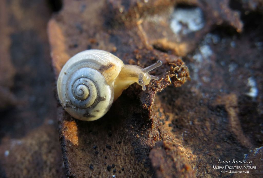 Chiocciola rumena 1