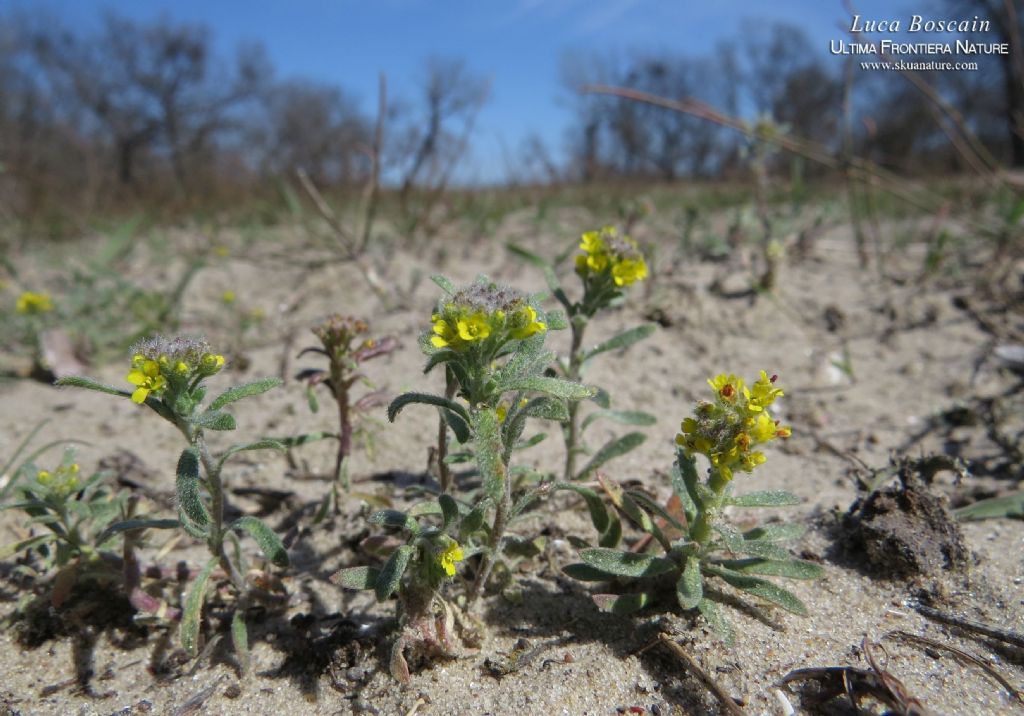 fiori gialli rumeni - Alyssum sp.