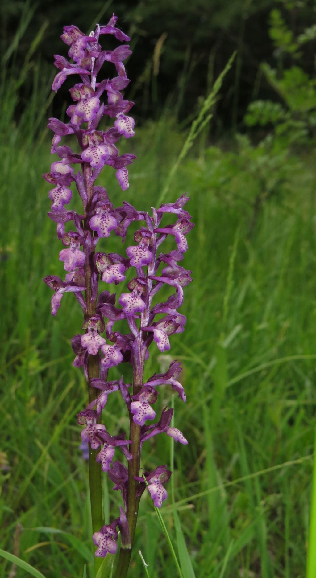 Strana orchidea romena