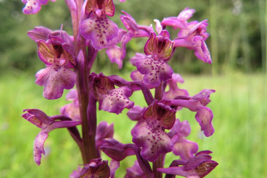 Strana orchidea romena