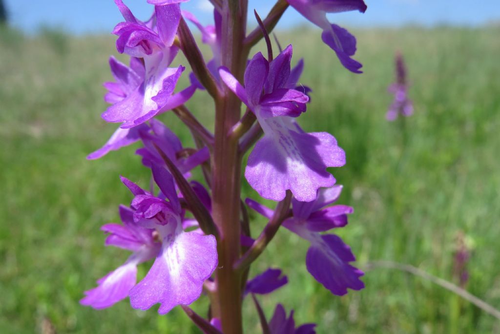 O. palustris o laxiflora??