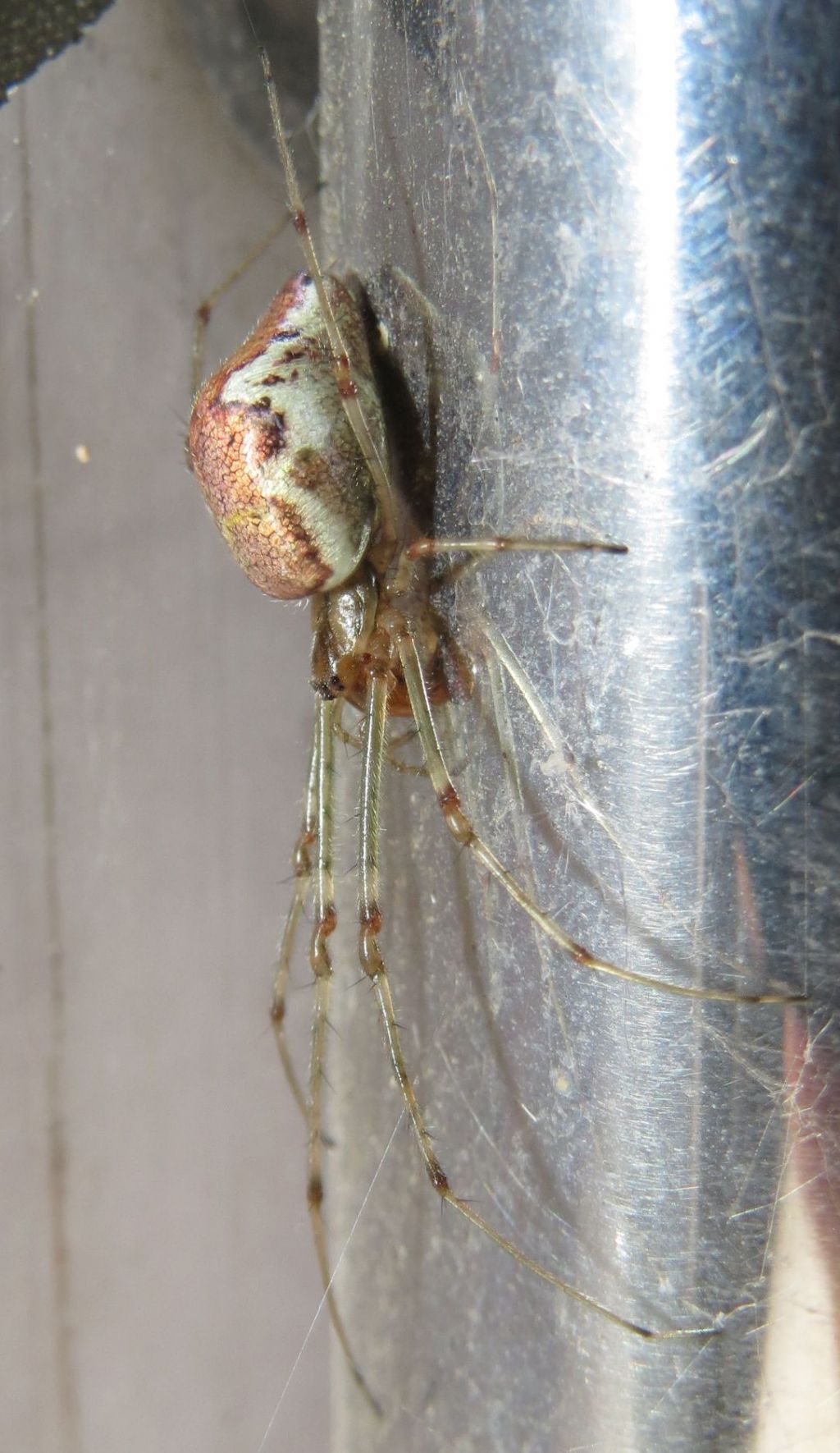 Tetragnatha sp. clandestino su barca - Danubio