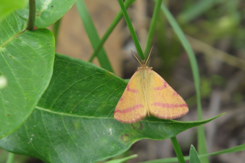 Falena foresta di Letea 4 - Lythria purpuraria