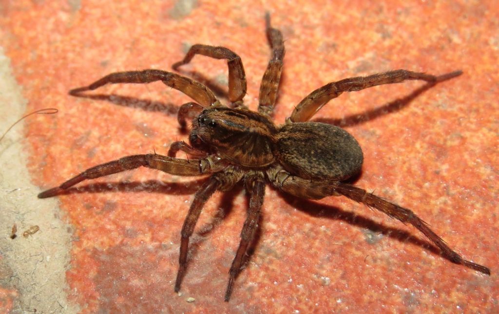 Trochosa sp. - Delta del Danubio (Romania)