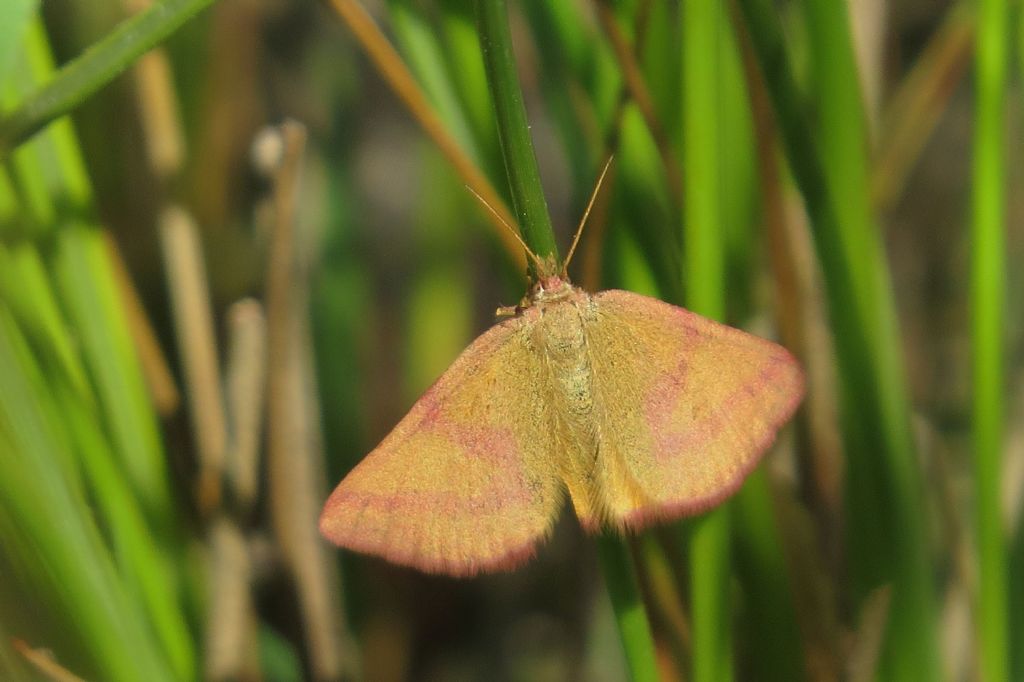 Falena foresta di Letea 6 - Lythria purpuraria