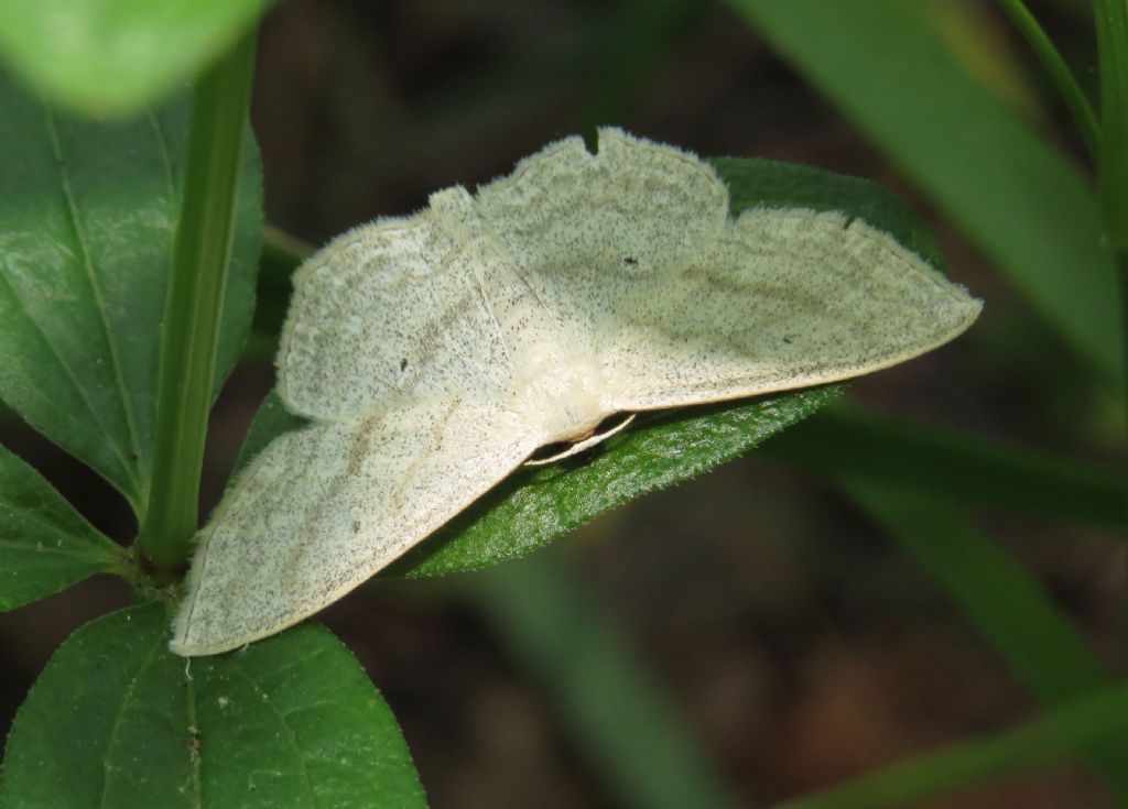 Falena foresta di Letea 7 - Scopula (Scopula) nigropunctata