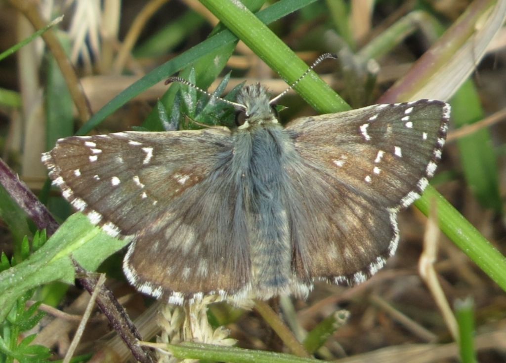 Pyrgus carlinae?