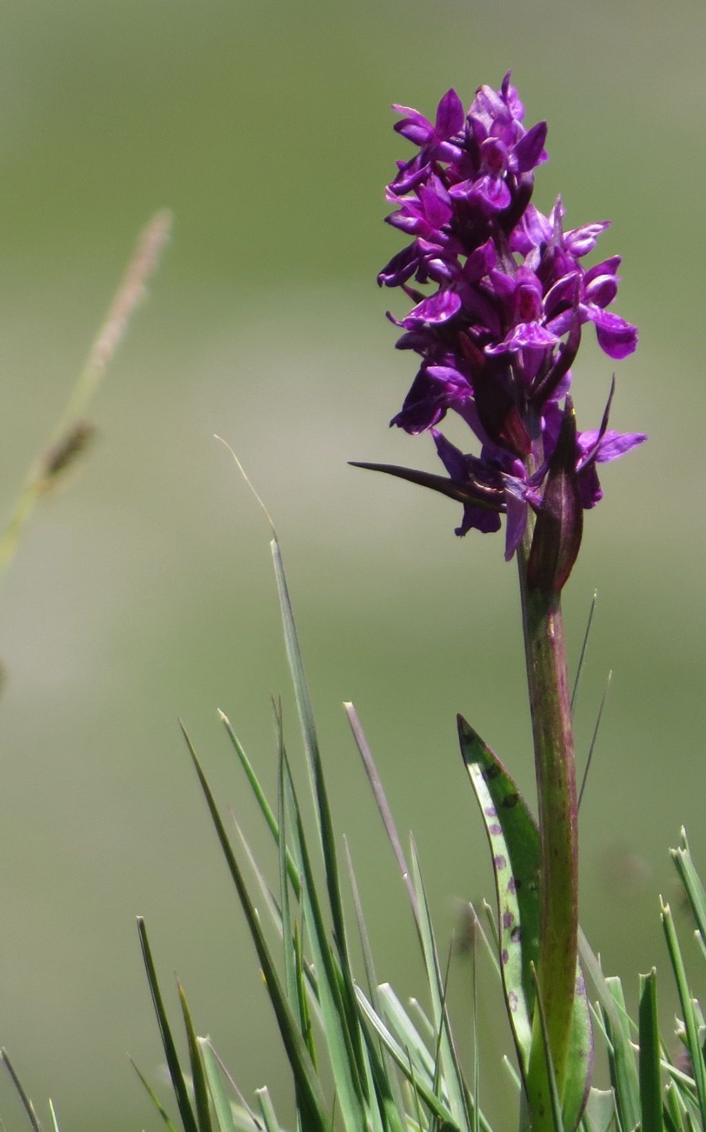 Dactylorhyza maculata?