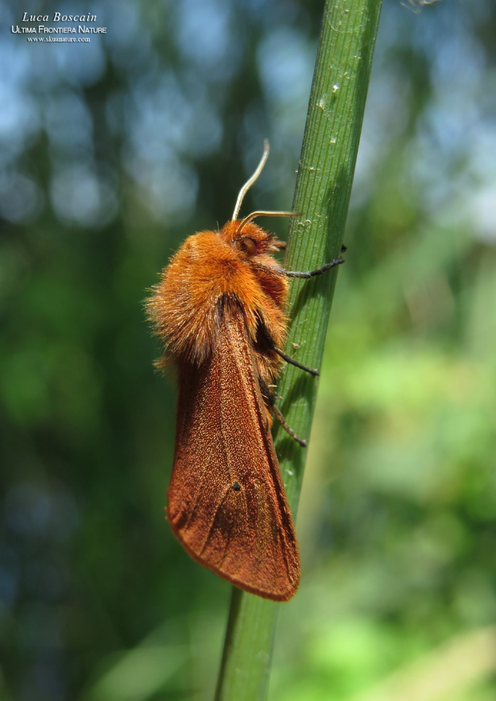 Falena rumena 1 - Phragmatobia fuliginosa