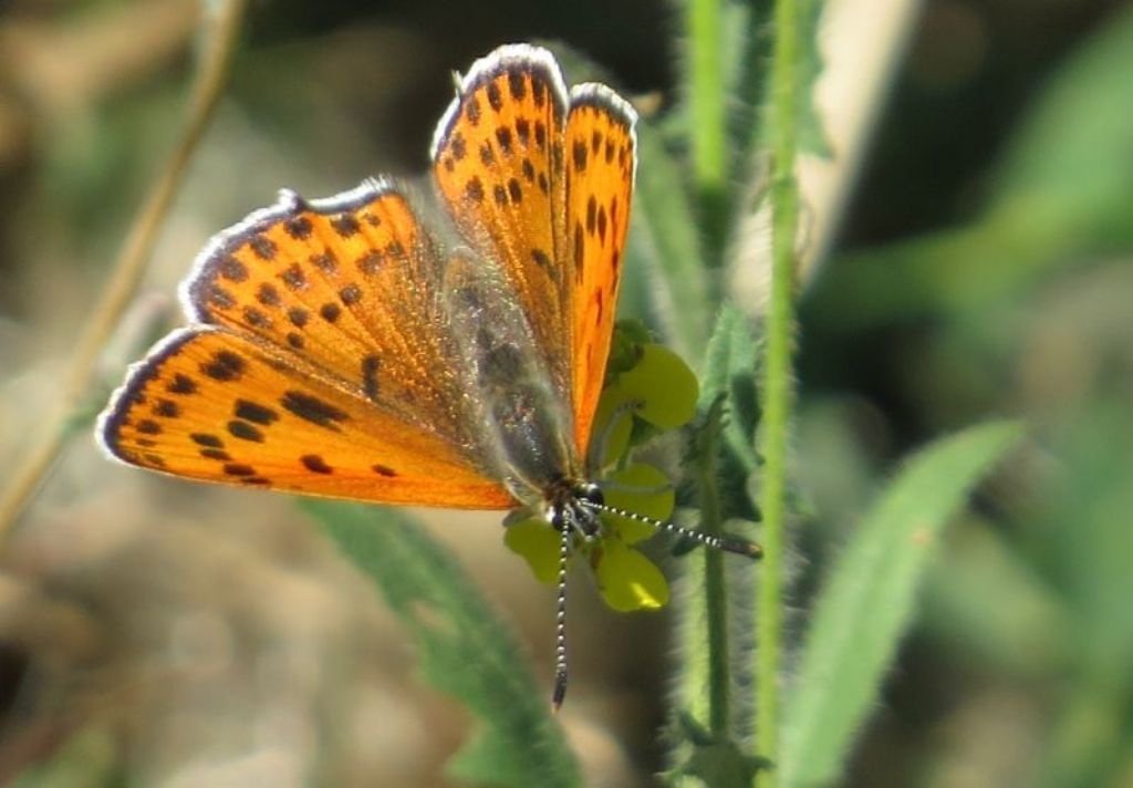 Lycaena rumena - Lycaena thersamon