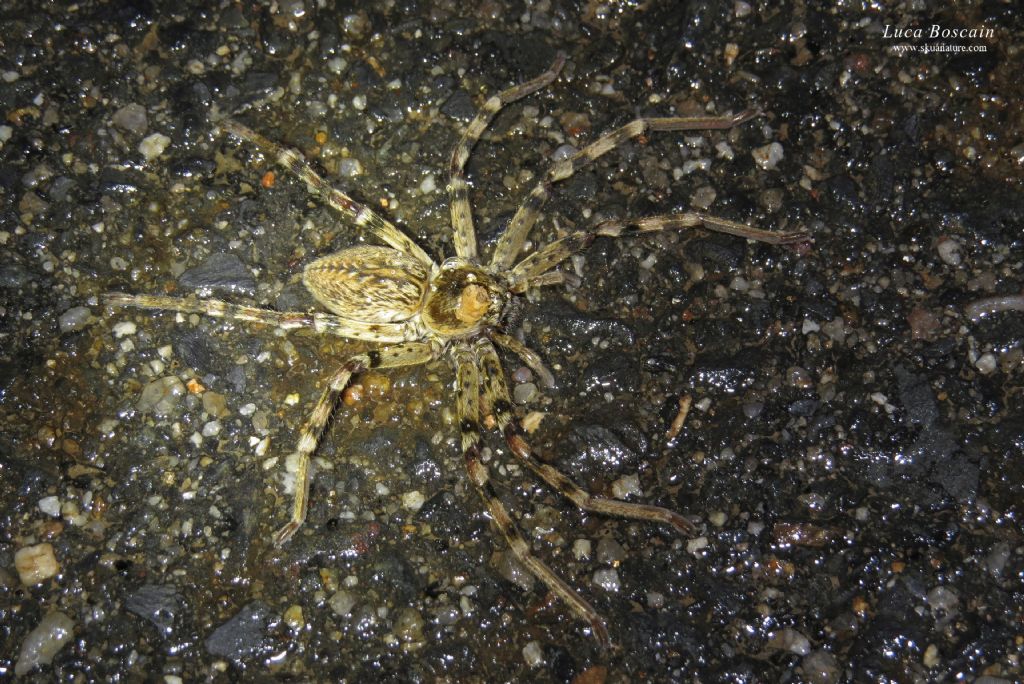 Sparassidae: Eusparassus sp. (E. dufouri o E. levantinus) - Monfrague (Extremadura, Spagna