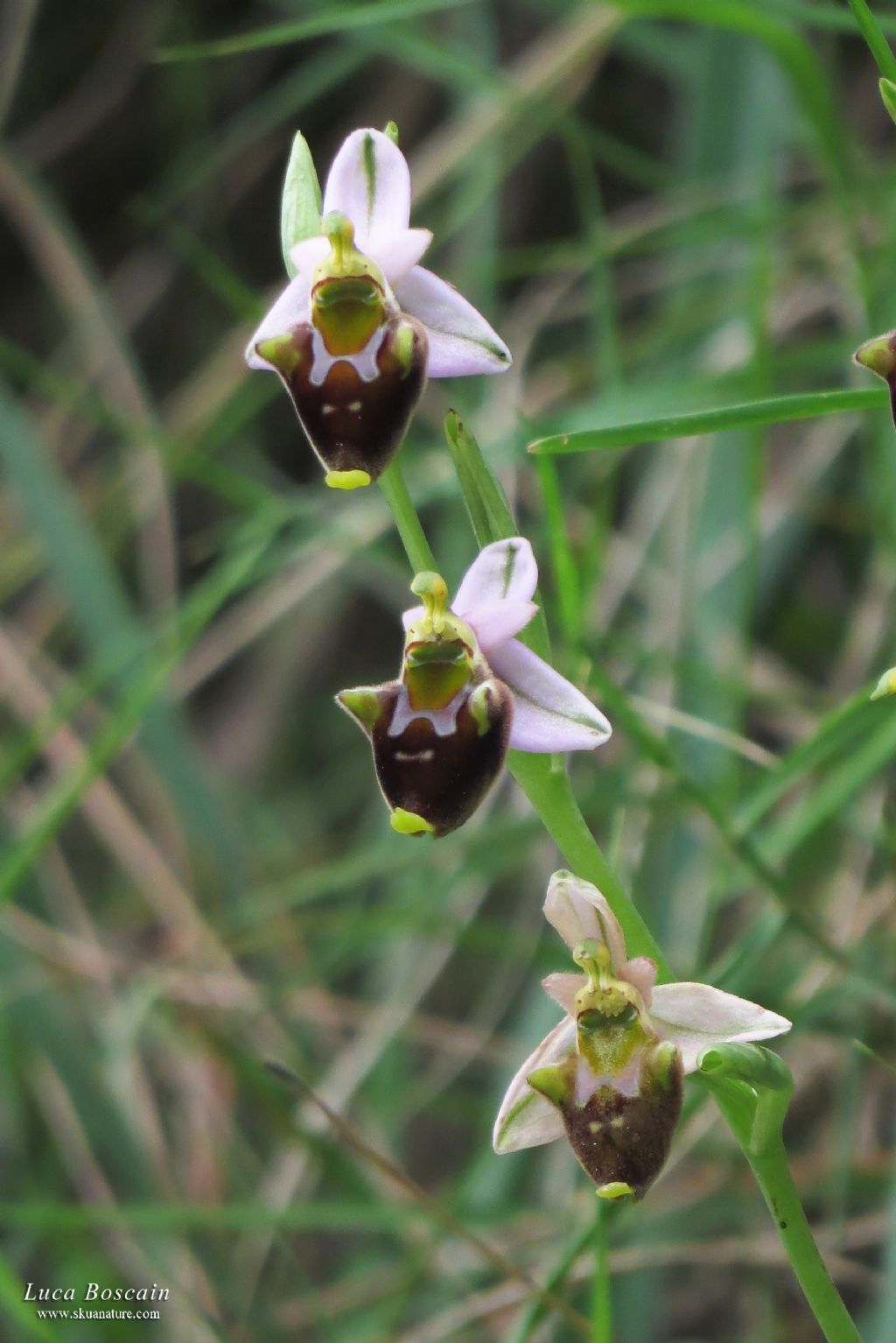 Ophrys da id.  (Sorrento)