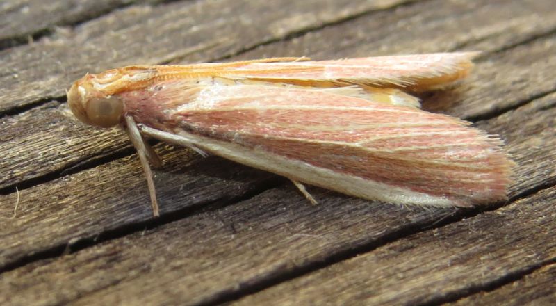 Oncocera semirubella? No, Peoria sp. -  Pyralidae