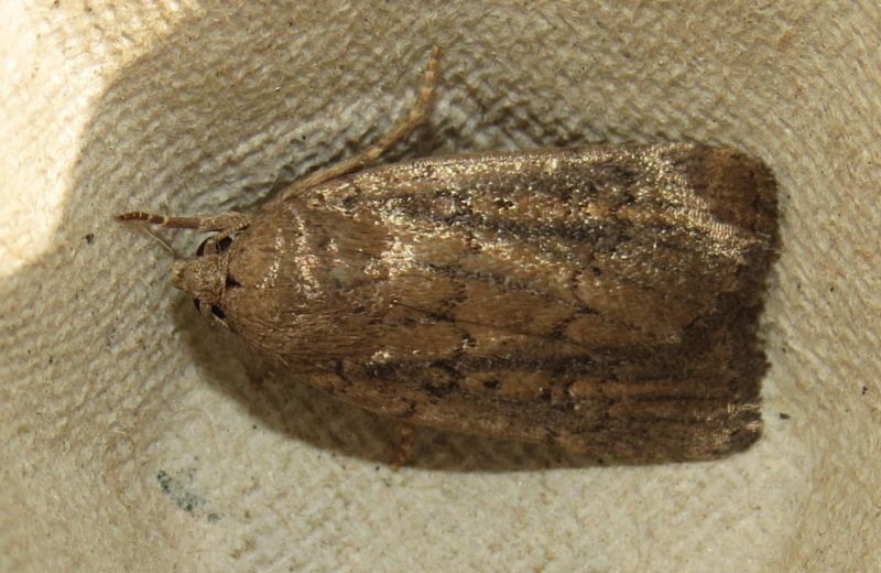 Noctuidae luccicoso siciliano