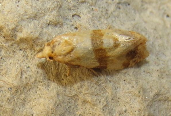 Tortricidae siciliano - Phalonidia contractana