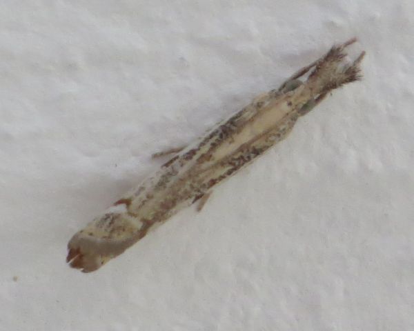 Micromoth siciliana