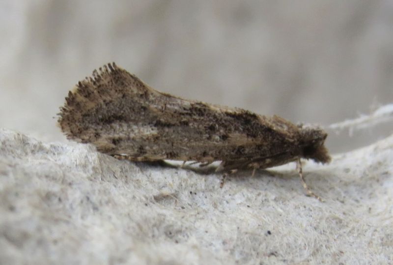 Micromoth siciliana 2