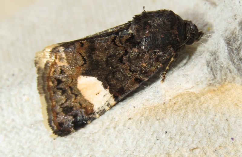 Acontia lucida? (Sicilia) - No: Tyta luctuosa, Noctuidae