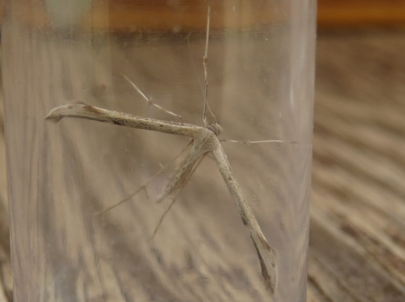 Platyptilia sp. (Sicilia). No, Emmelina monodactyla,  Pterophoridae