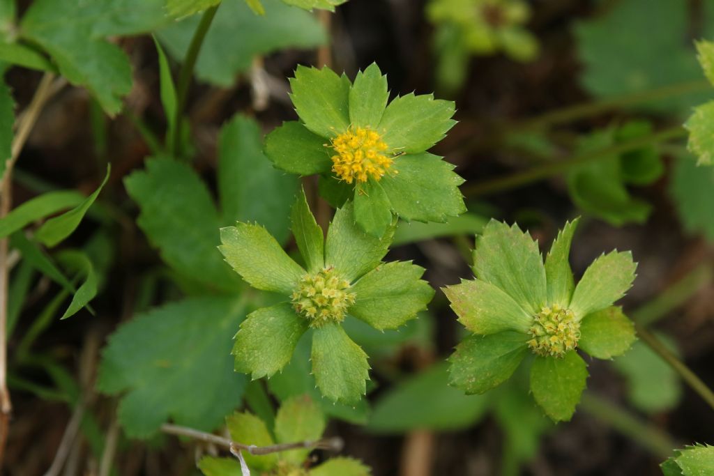 Fiore giallo-verde sloveno - Hacquetia epipactis (Apiaceae)